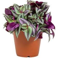 Wandering Jew